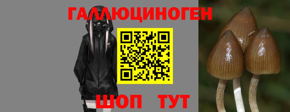 Мирный  где найти   Вход с VPN  Псилоцибиновые грибы Psilocybe 